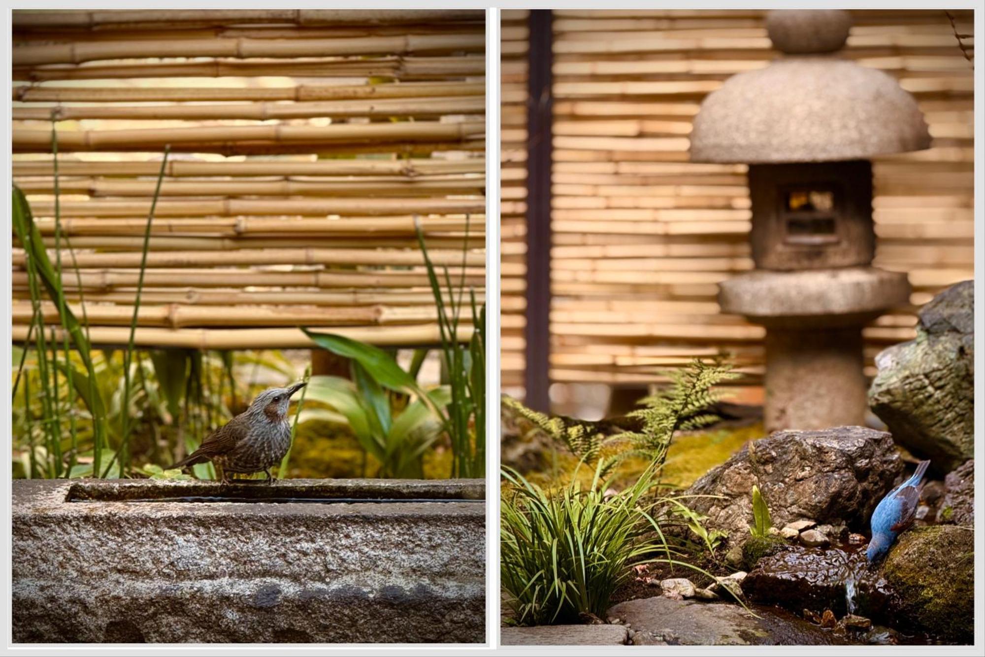 Ryokan Tori Kyoto Bilik gambar